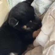 Ayiの画像