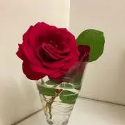 りんごちゃんの画像