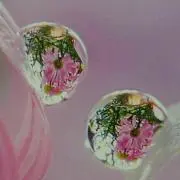 ミント