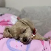 ちゃんあいの画像