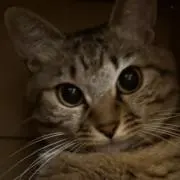 めい