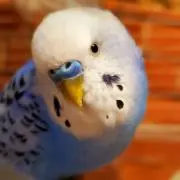 Pちゃんの画像