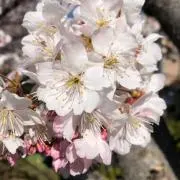 楓の画像