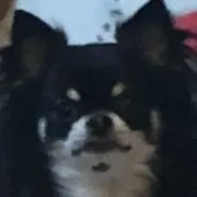 ちえ