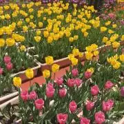 ほかなの画像