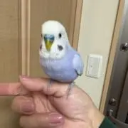 ねこのムーさんの画像