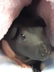 (*￣∇￣)ノの画像