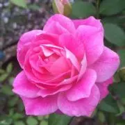 みちみまの画像