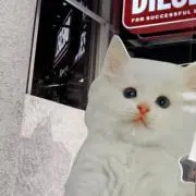 marimoの画像