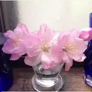 ななの画像