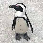 かきの画像