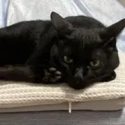 たんぽぽの画像