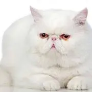 tanの画像