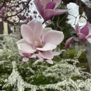 フィンカの画像
