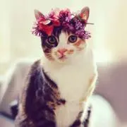 ナナ