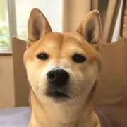 とことこ♪の画像