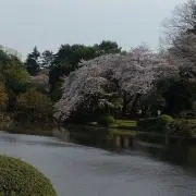 カリンの画像