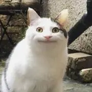 /ᐠ。 ̮。ᐟ\の画像