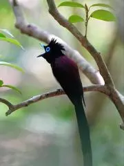 ののこ