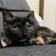 うにすけ