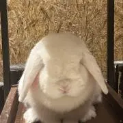 ♡の画像