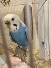 feliceの画像