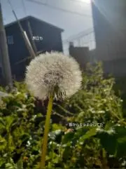 春★の画像