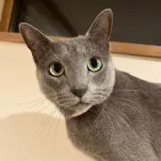 六次郎の画像