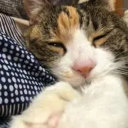 Sakiの画像