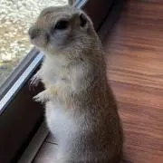 ナッツくんの画像