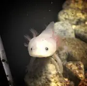 yUKaの画像
