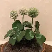 手作り大好きの画像