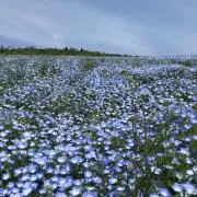 はるはるの画像