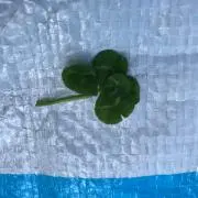 アリュールンの画像