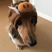 ブリちゃん