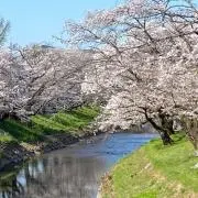 髭の画像