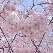 yeshirimiの画像