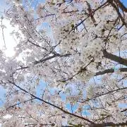 にこの画像