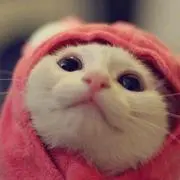 ピエトロの画像