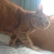kotsukeの画像