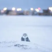 treeの画像