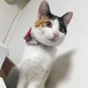 さとみん