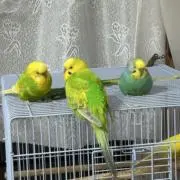 たてぃおかの画像
