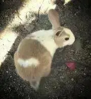 そらまめの画像