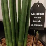 ノエルの画像