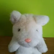 ハリネズミの画像