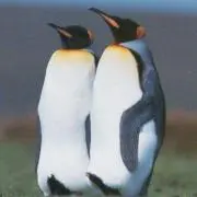 ぺんきち