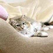 ニシオモテの画像