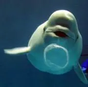おーいおちゃの画像