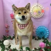 柴の鈴蘭の画像